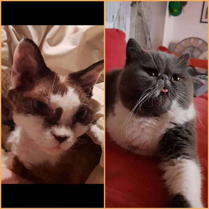 14/59 Kocie piękności naszych czytelników