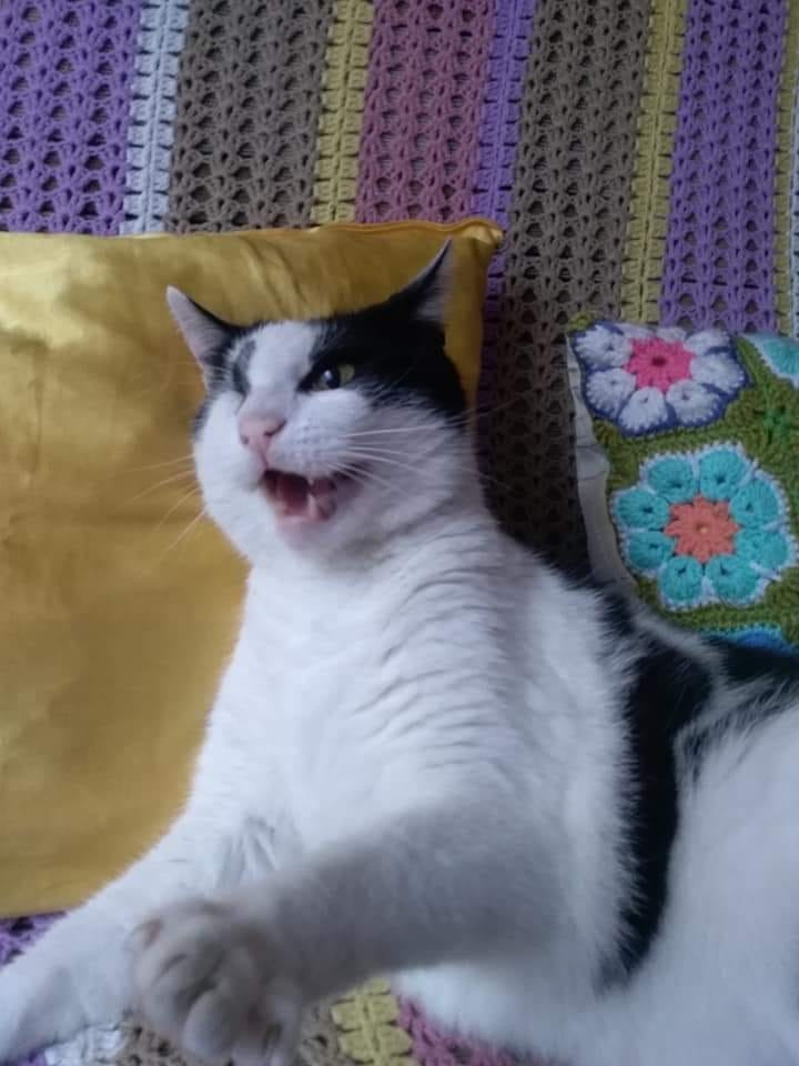 15/59 Kocie piękności naszych czytelników