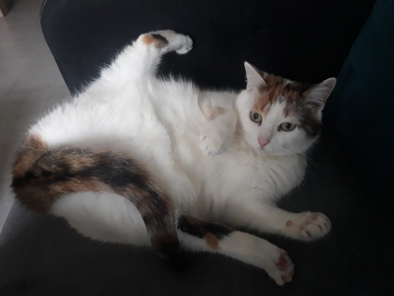 16/59 Kocie piękności naszych czytelników