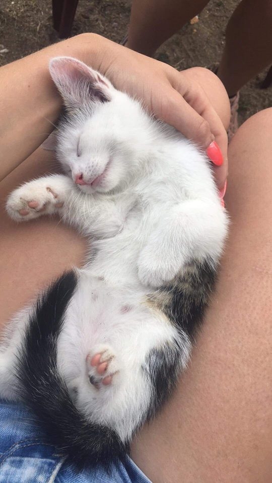 17/59 Kocie piękności naszych czytelników