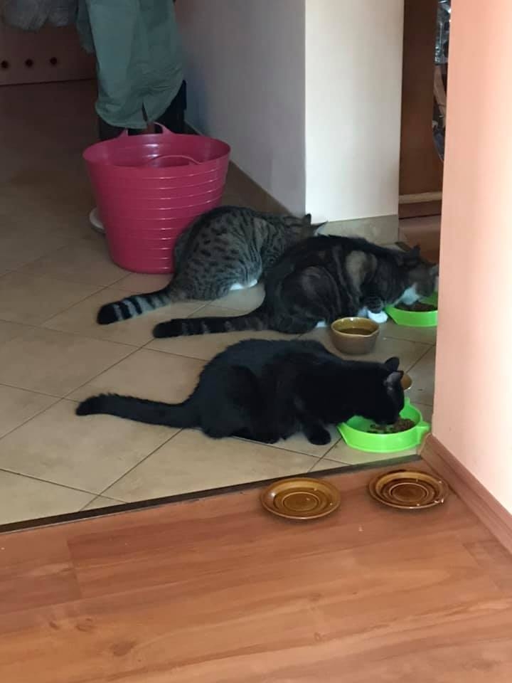 18/59 Kocie piękności naszych czytelników