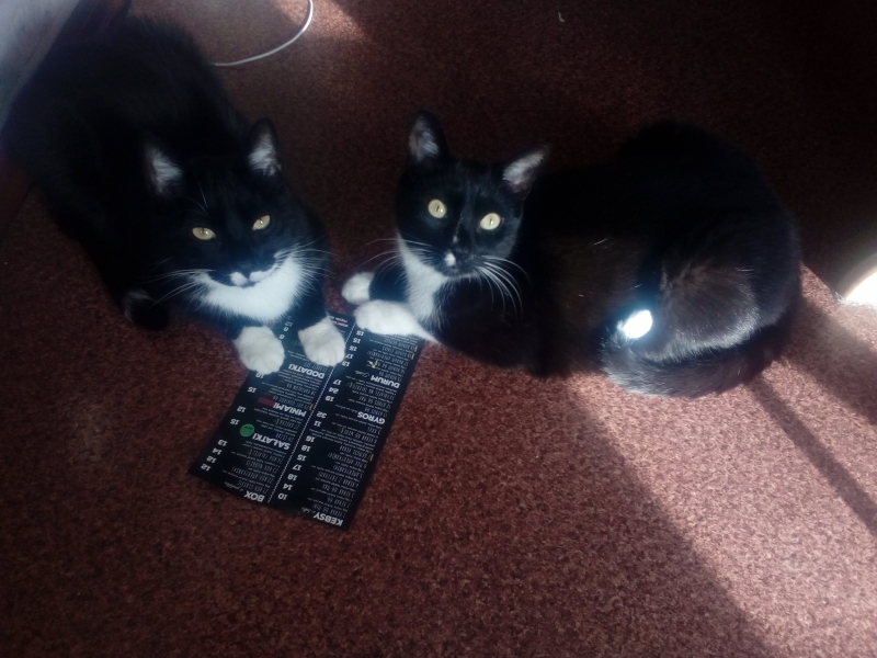 19/59 Kocie piękności naszych czytelników