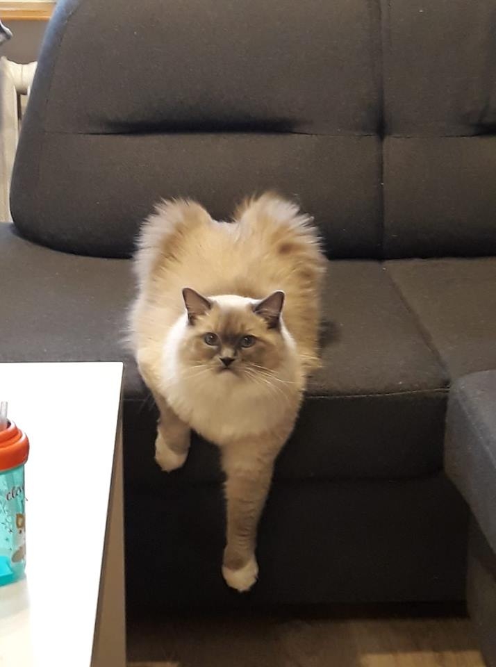 20/59 Kocie piękności naszych czytelników