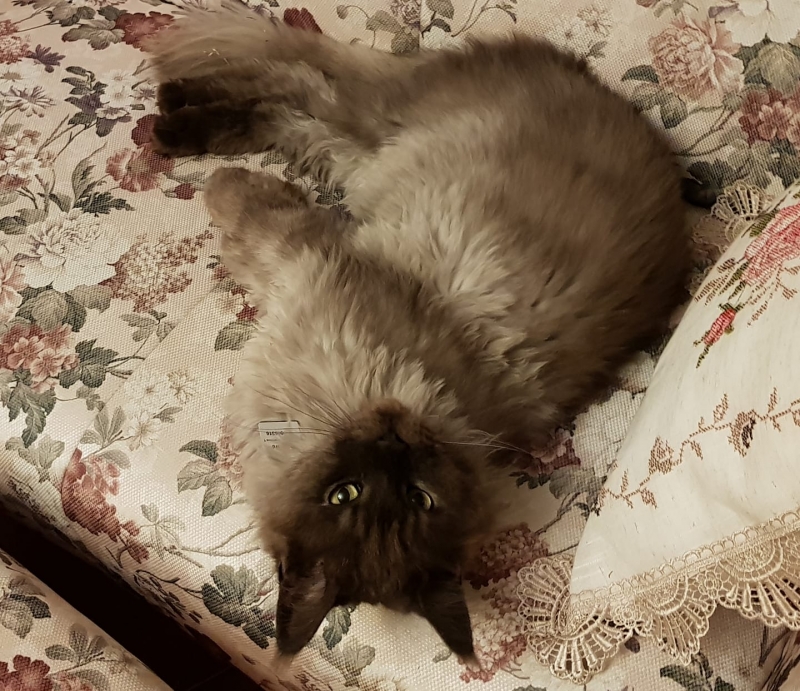 21/59 Kocie piękności naszych czytelników