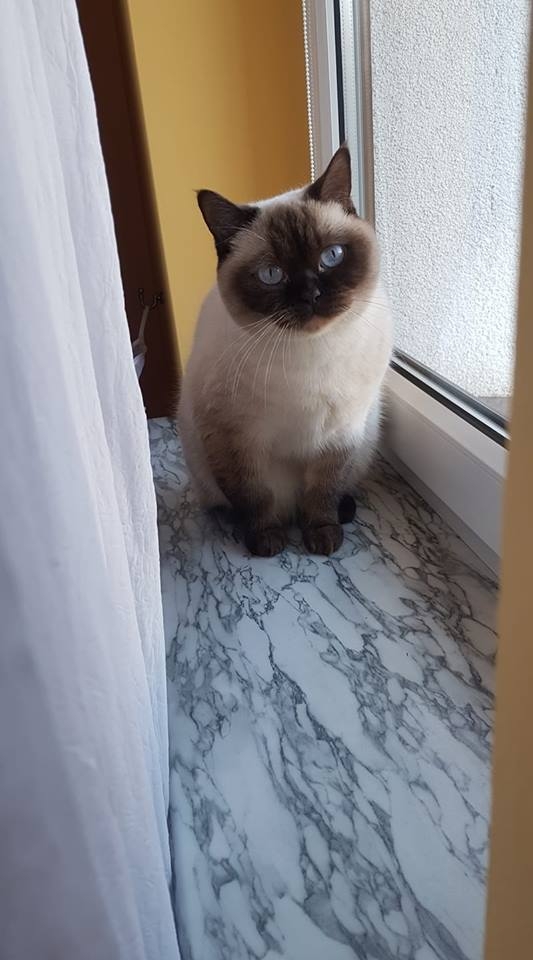 22/59 Kocie piękności naszych czytelników