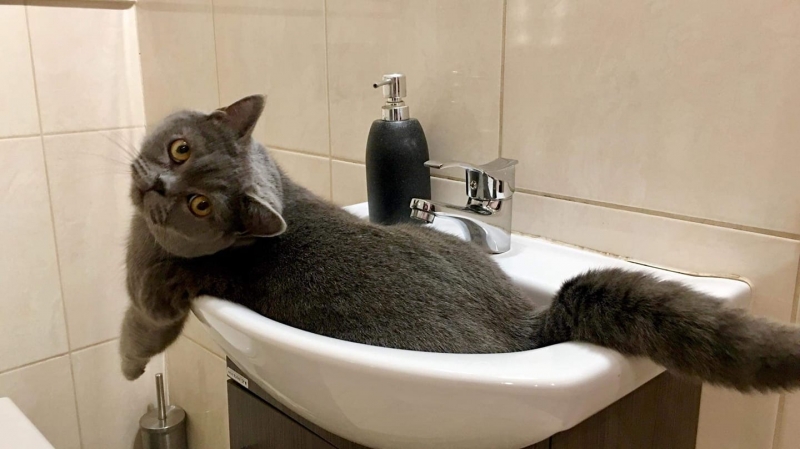 23/59 Kocie piękności naszych czytelników