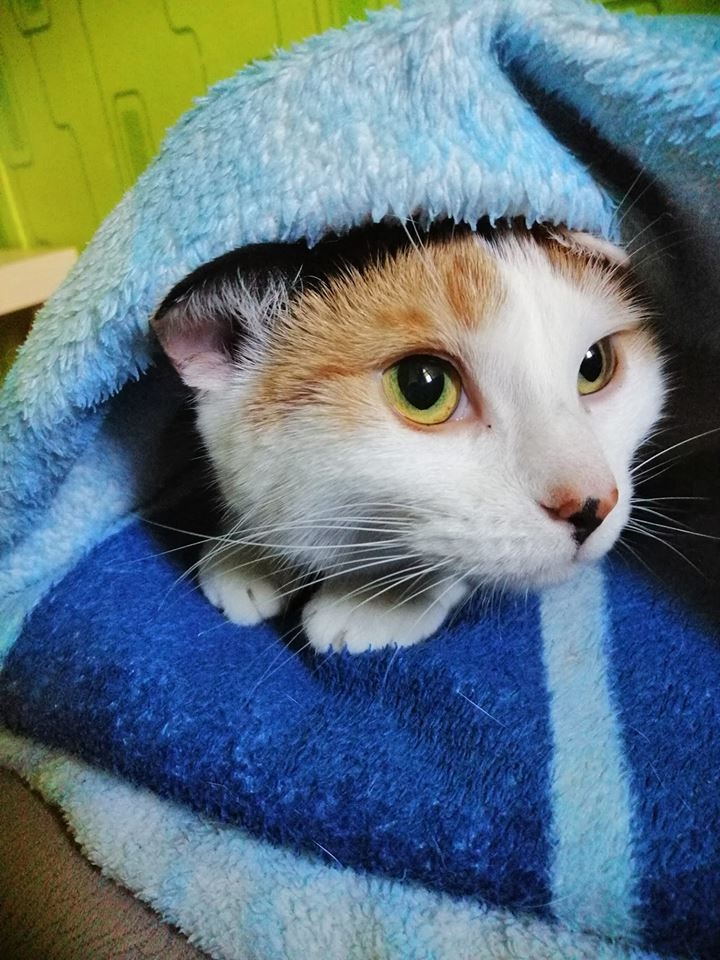 24/59 Kocie piękności naszych czytelników