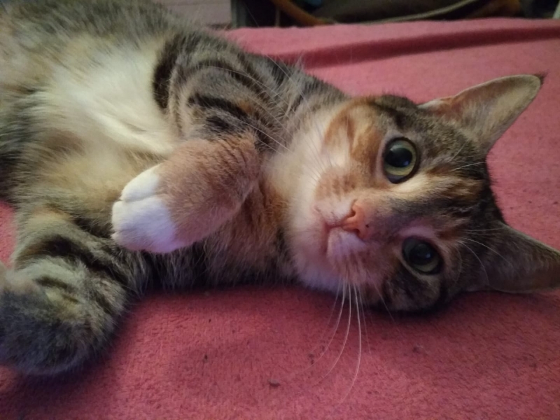 25/59 Kocie piękności naszych czytelników