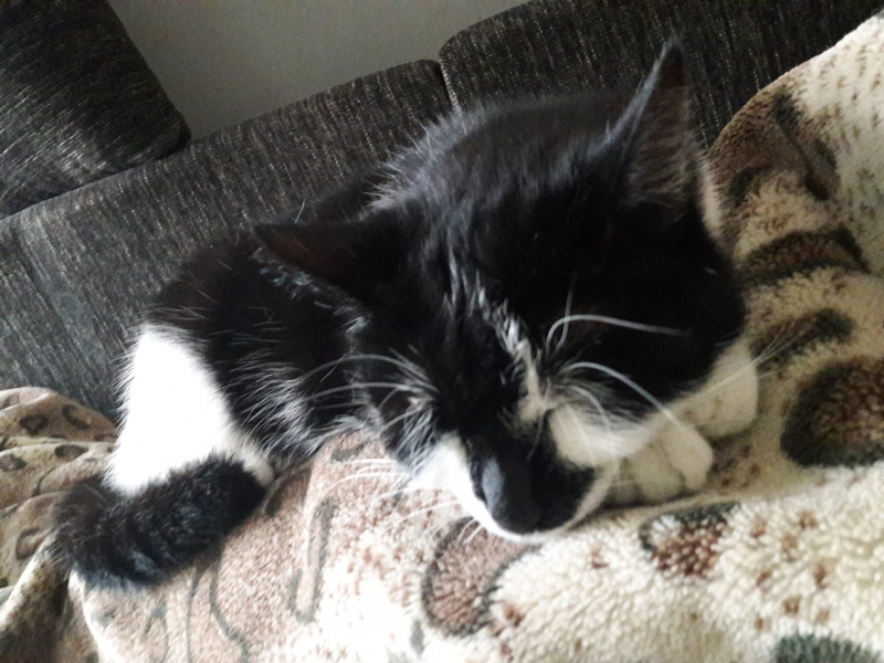 26/59 Kocie piękności naszych czytelników