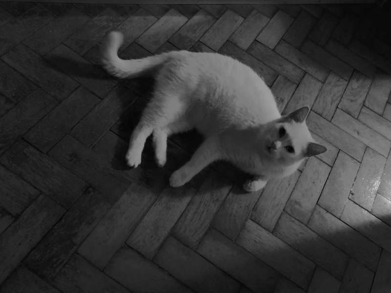 27/59 Kocie piękności naszych czytelników