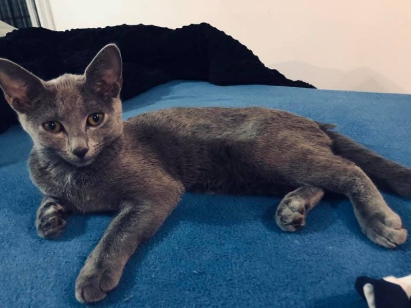 28/59 Kocie piękności naszych czytelników