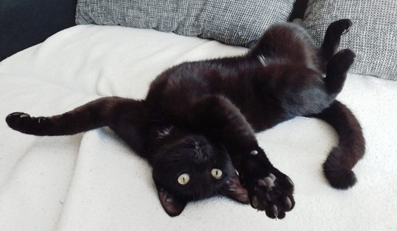 29/59 Kocie piękności naszych czytelników