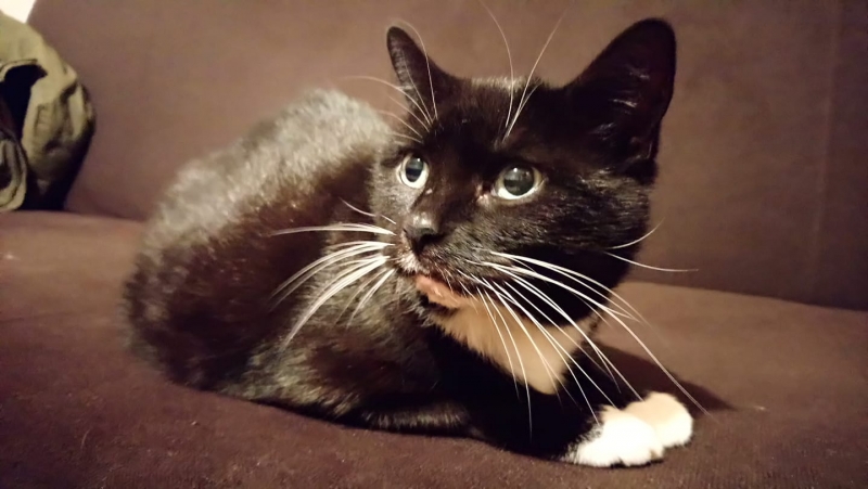 30/59 Kocie piękności naszych czytelników