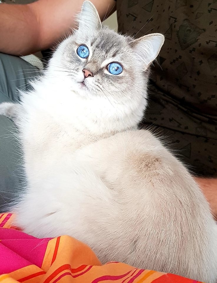 31/59 Kocie piękności naszych czytelników