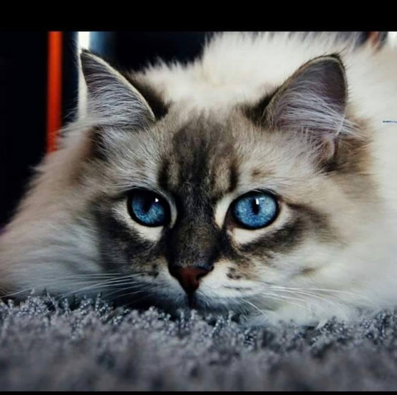 32/59 Kocie piękności naszych czytelników