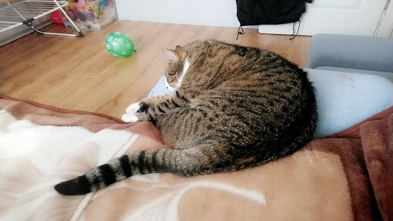 33/59 Kocie piękności naszych czytelników