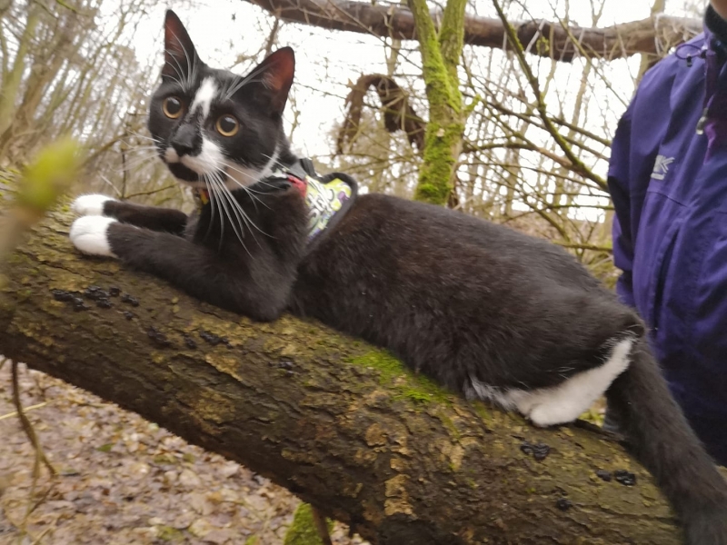 34/59 Kocie piękności naszych czytelników