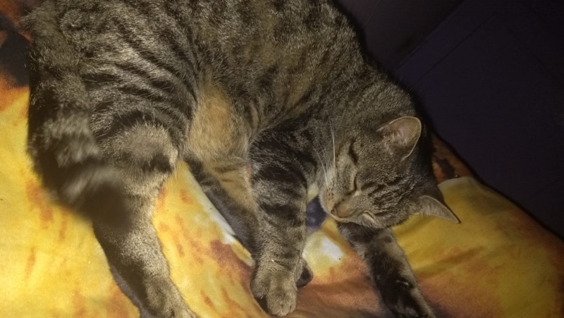 35/59 Kocie piękności naszych czytelników