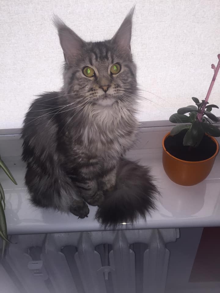 36/59 Kocie piękności naszych czytelników