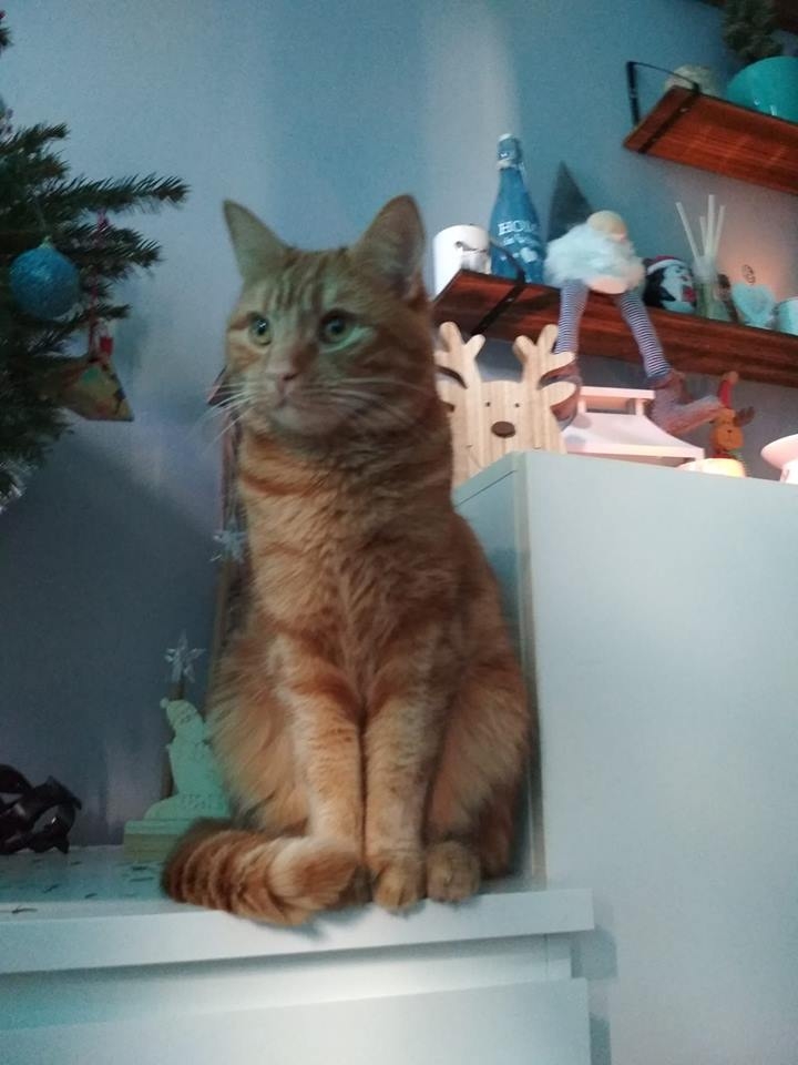 37/59 Kocie piękności naszych czytelników