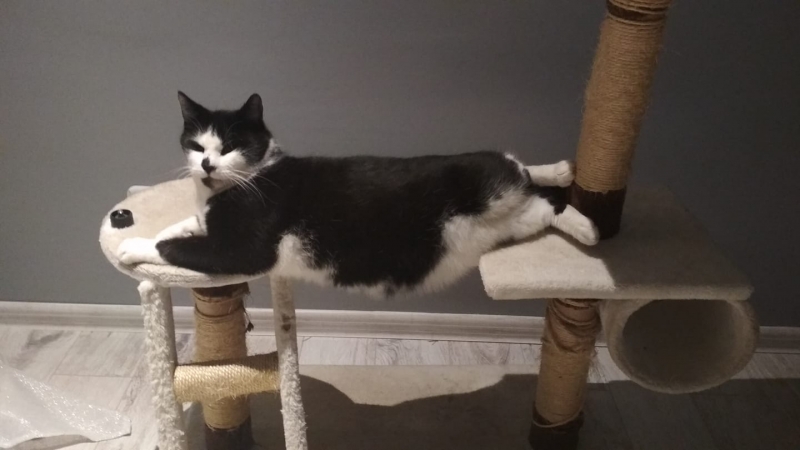 38/59 Kocie piękności naszych czytelników