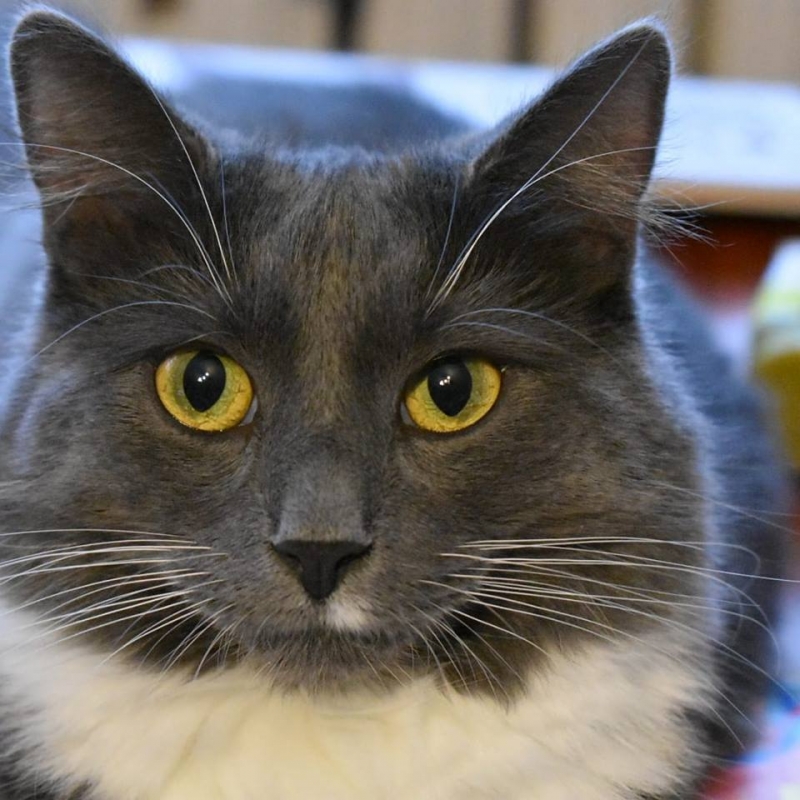 39/59 Kocie piękności naszych czytelników