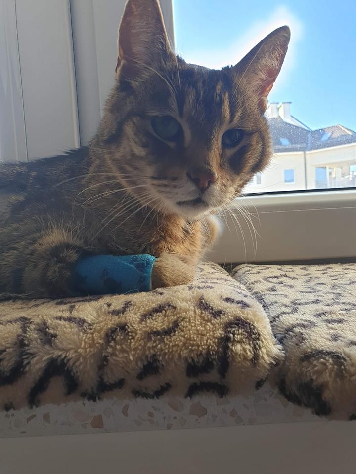 40/59 Kocie piękności naszych czytelników