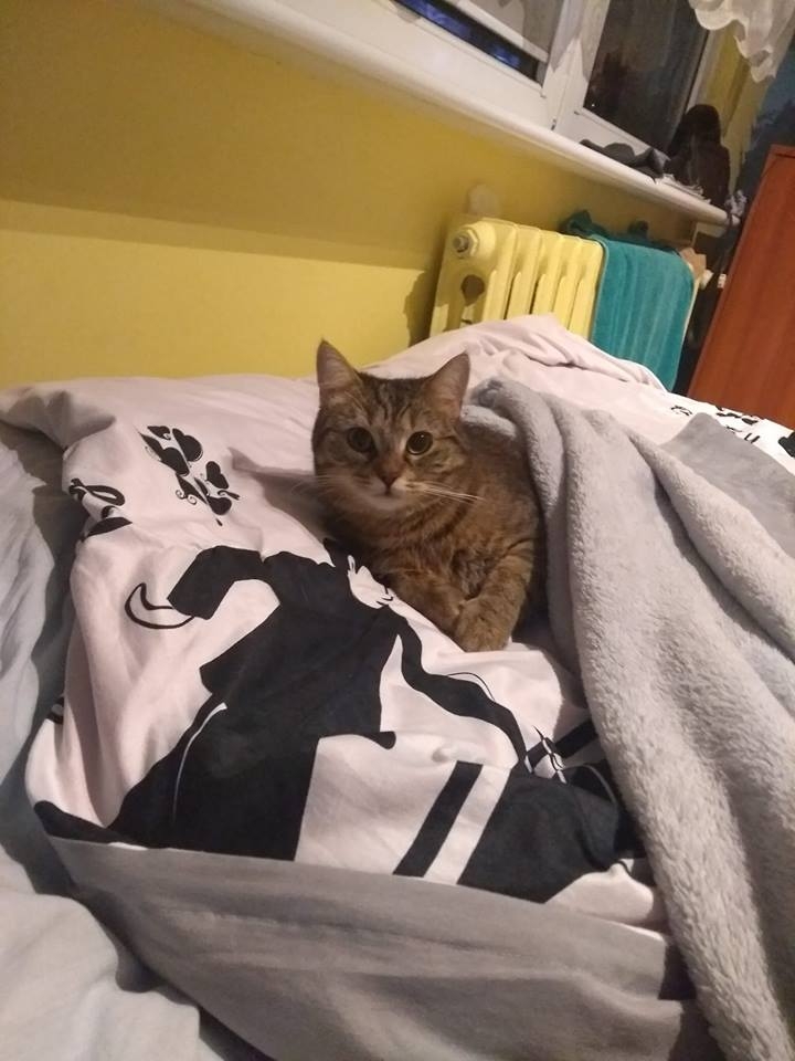 41/59 Kocie piękności naszych czytelników