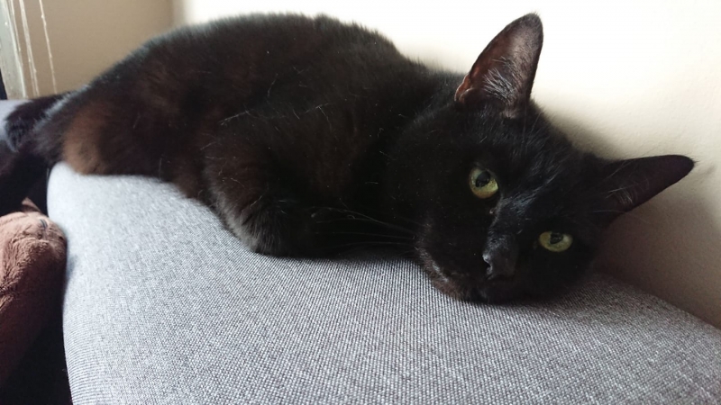 42/59 Kocie piękności naszych czytelników