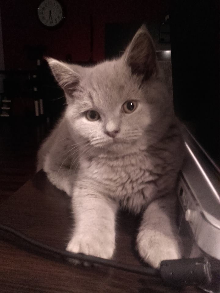 43/59 Kocie piękności naszych czytelników