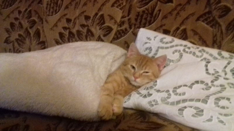 44/59 Kocie piękności naszych czytelników