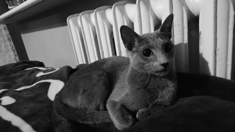 45/59 Kocie piękności naszych czytelników