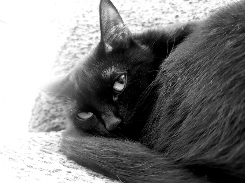 46/59 Kocie piękności naszych czytelników