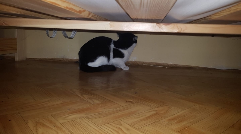 47/59 Kocie piękności naszych czytelników