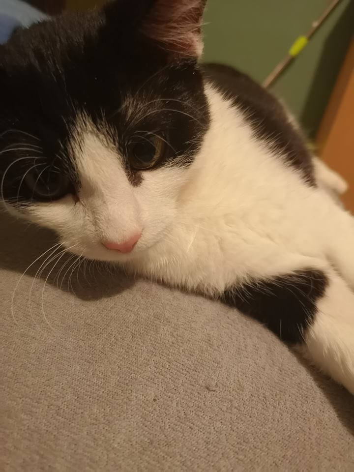 48/59 Kocie piękności naszych czytelników