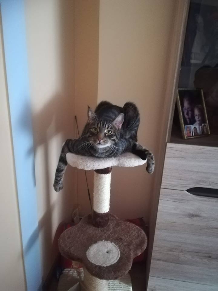 50/59 Kocie piękności naszych czytelników