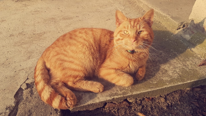 51/59 Kocie piękności naszych czytelników