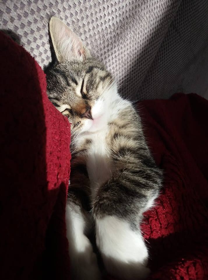 52/59 Kocie piękności naszych czytelników