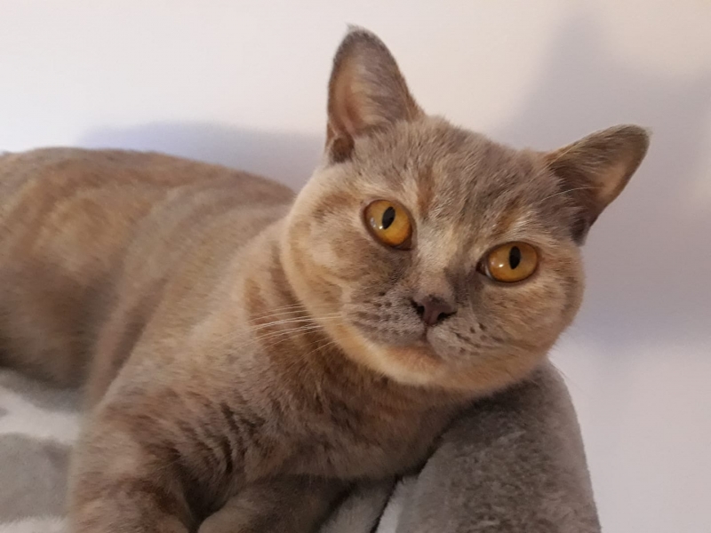 53/59 Kocie piękności naszych czytelników