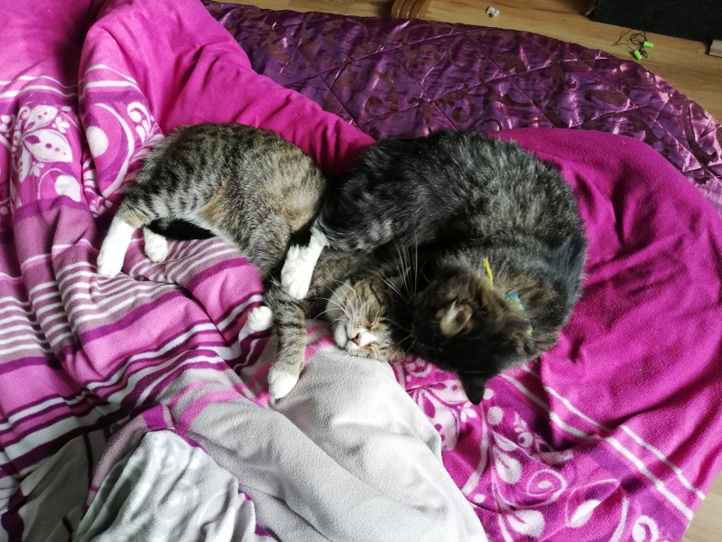 54/59 Kocie piękności naszych czytelników