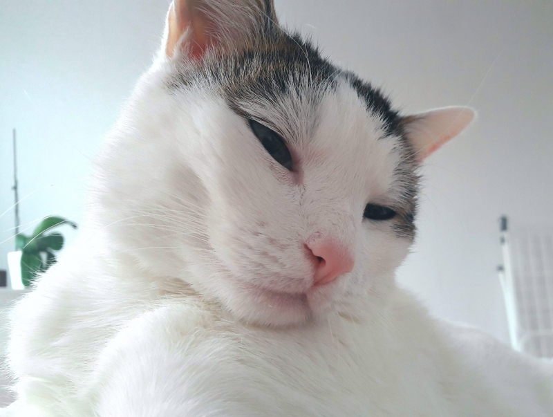 55/59 Kocie piękności naszych czytelników