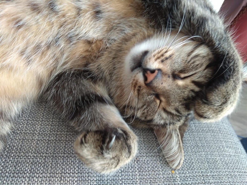 56/59 Kocie piękności naszych czytelników