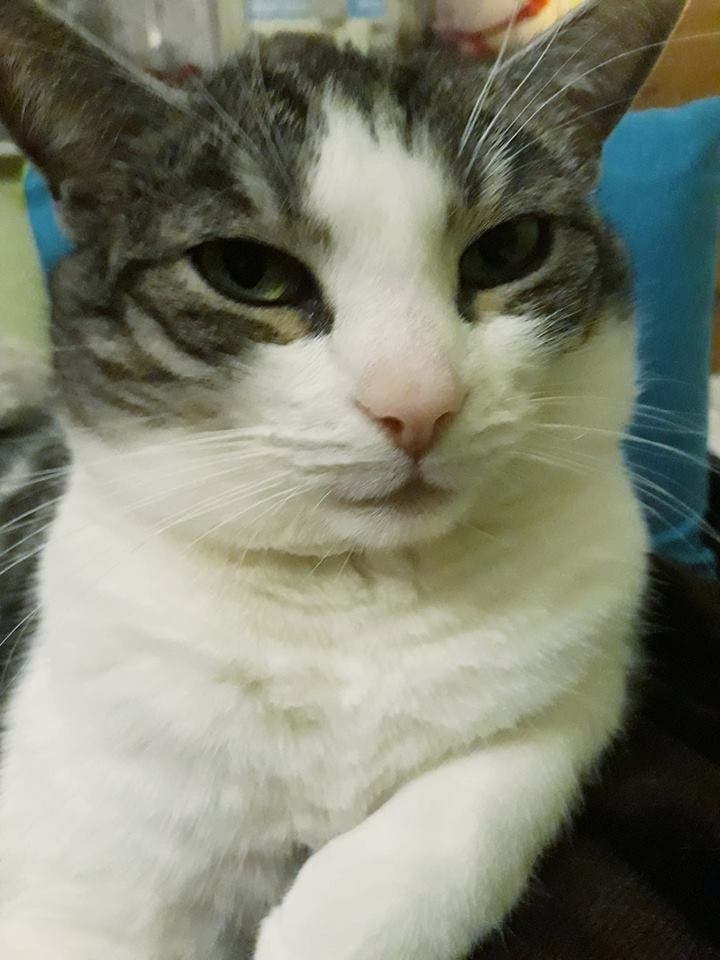 57/59 Kocie piękności naszych czytelników