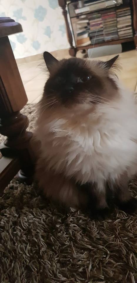 59/59 Kocie piękności naszych czytelników