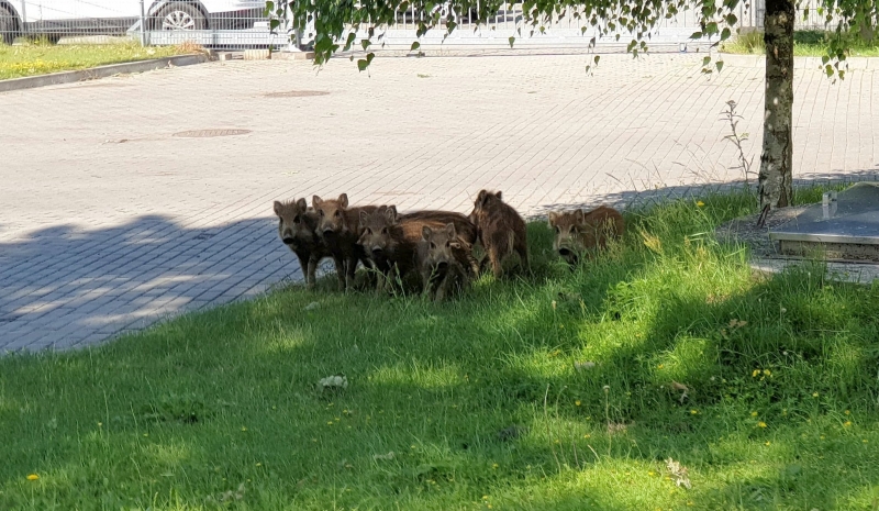 3/4 Dziki na osiedlu Europejskim