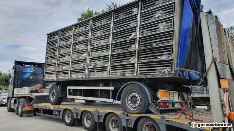 3/13 Na S3 spłonęły indyki