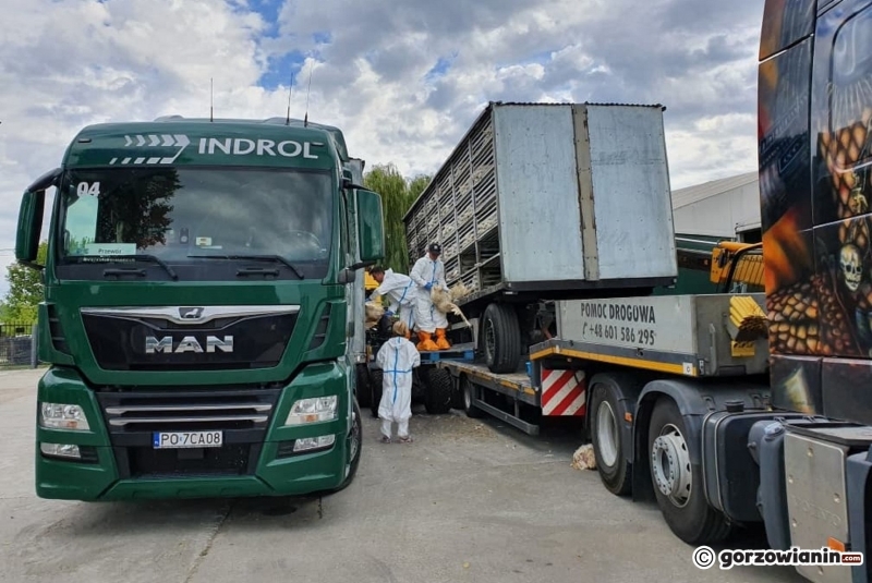 10/13 Na S3 spłonęły indyki