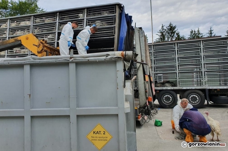 11/13 Na S3 spłonęły indyki