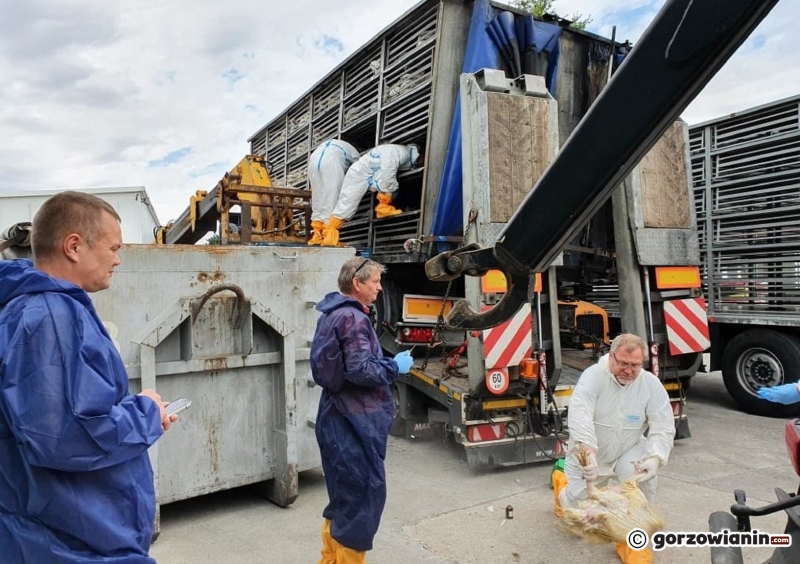 12/13 Na S3 spłonęły indyki