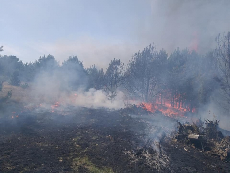 2/10 Pożar lasu w Marwicach i Santocku